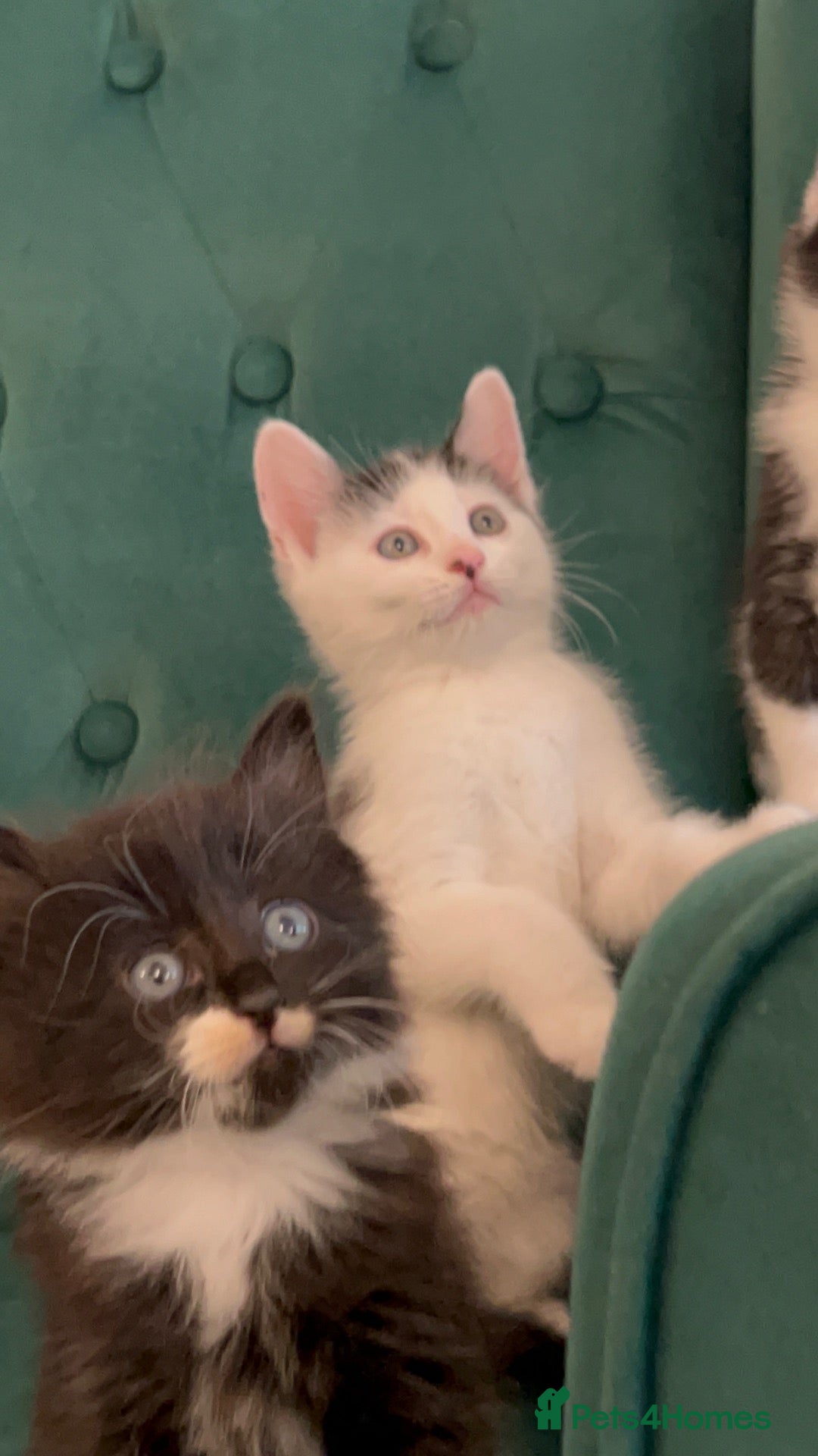 Domestic Shorthair cats Beautiful Tuxedo Kittens Looking for new Homes🐾❤️ - Advert 10
