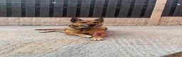 Belgian Shepherd Dog dogs for stud: 🐾 Kairo – Available for Stud 🐾 - Advert 1