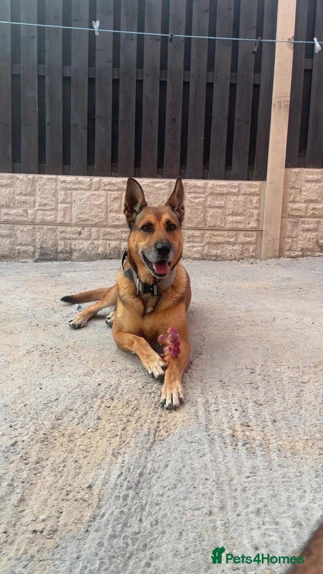 Belgian Shepherd Dog dogs for stud: 🐾 Kairo – Available for Stud 🐾 - Advert 1