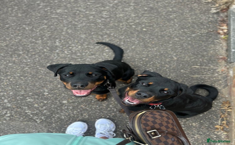 Rottweiler dogs - Advert 1