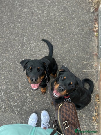 Rottweiler dogs - Advert 6