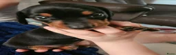 Dachshund dogs for sale: Beautiful daschund puppies for sale in Chorley - Advert 4