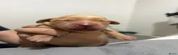 Labrador Retriever dogs for sale: KC Registered Fox Red Labrador Retriever Puppies - Advert 31