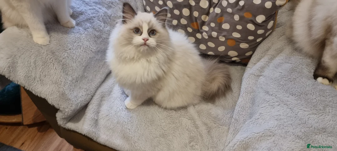 Ragdoll cats for sale: Pedegree stuning Ragdoll kittens - Advert 4