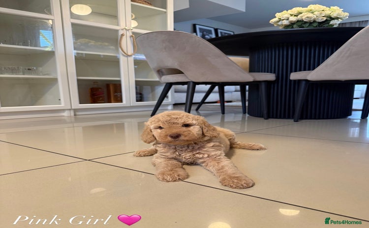 Australian Labradoodle dogs - Advert 1