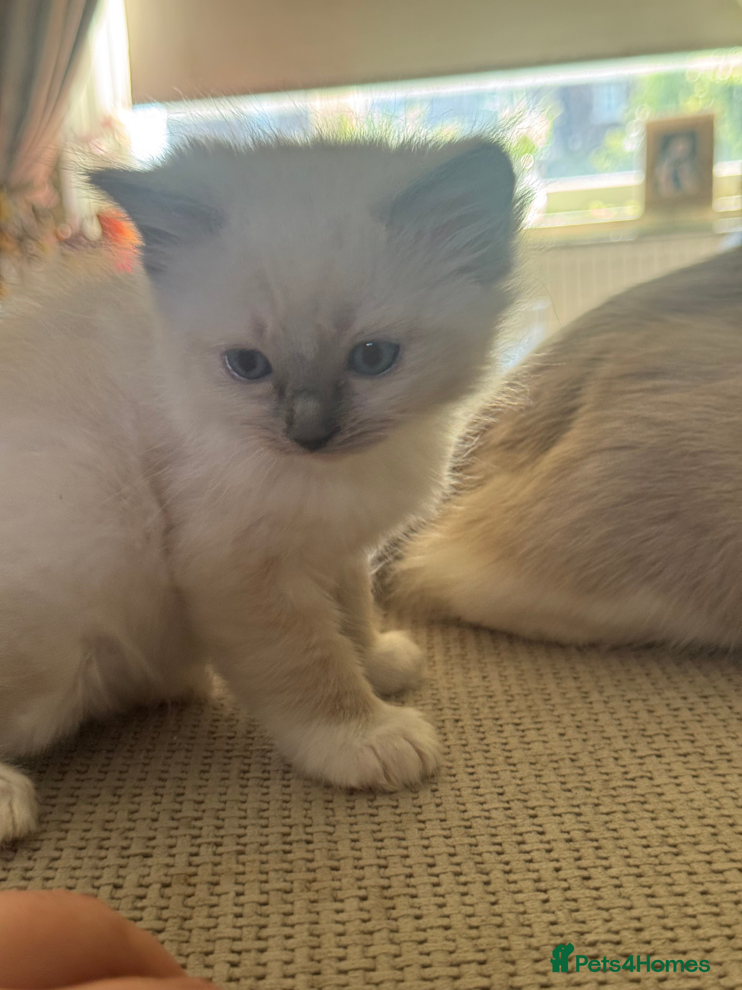 Ragdoll cats Beautiful ragdoll kittens  - Advert 1