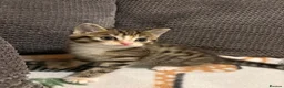 Mixed Breed cats for sale: Beautiful playful kittens  in Huntingdon - Advert 3