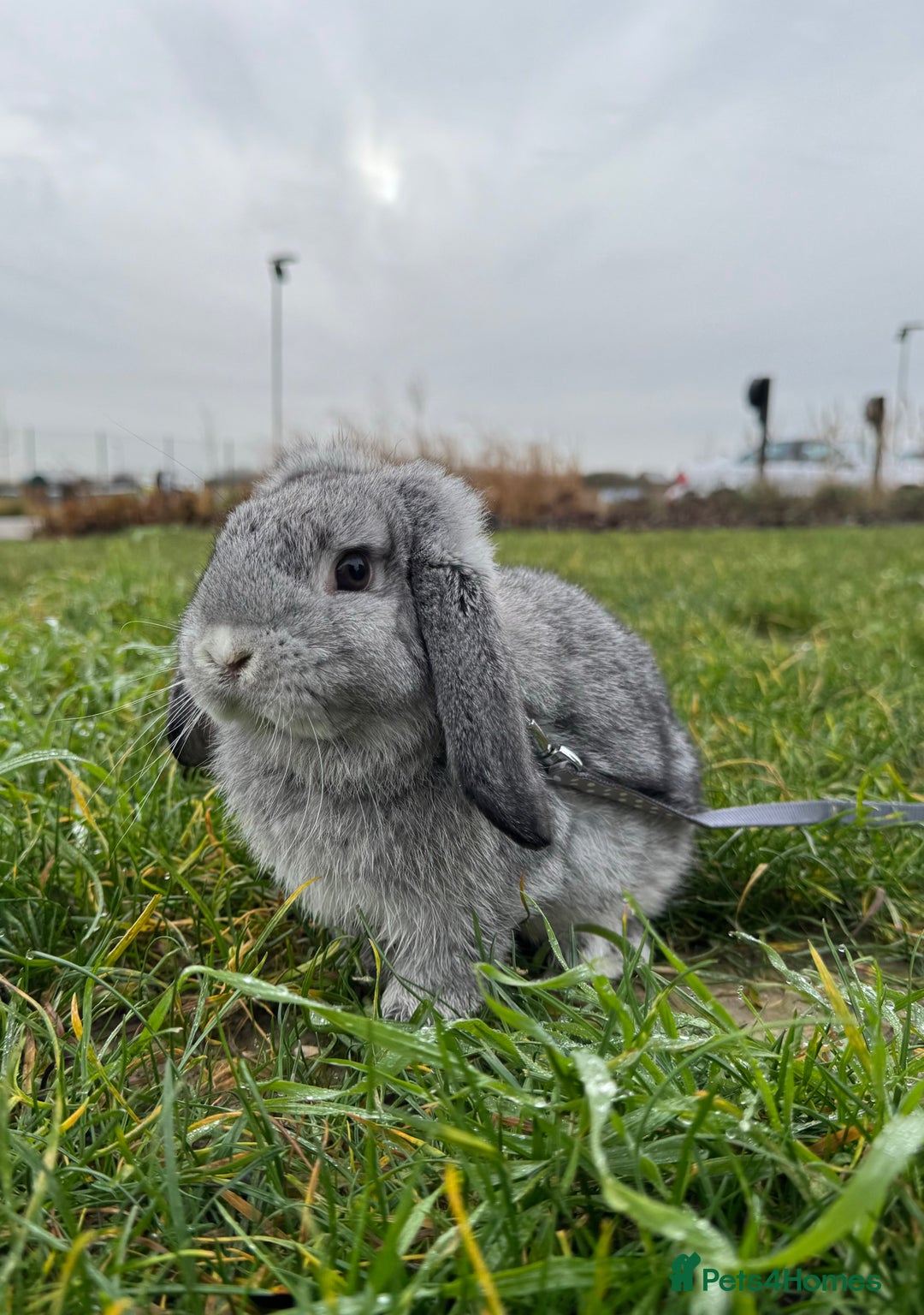 Mini Lop rabbits for sale: Lovely Mini Lop looking for loving family - Advert 4