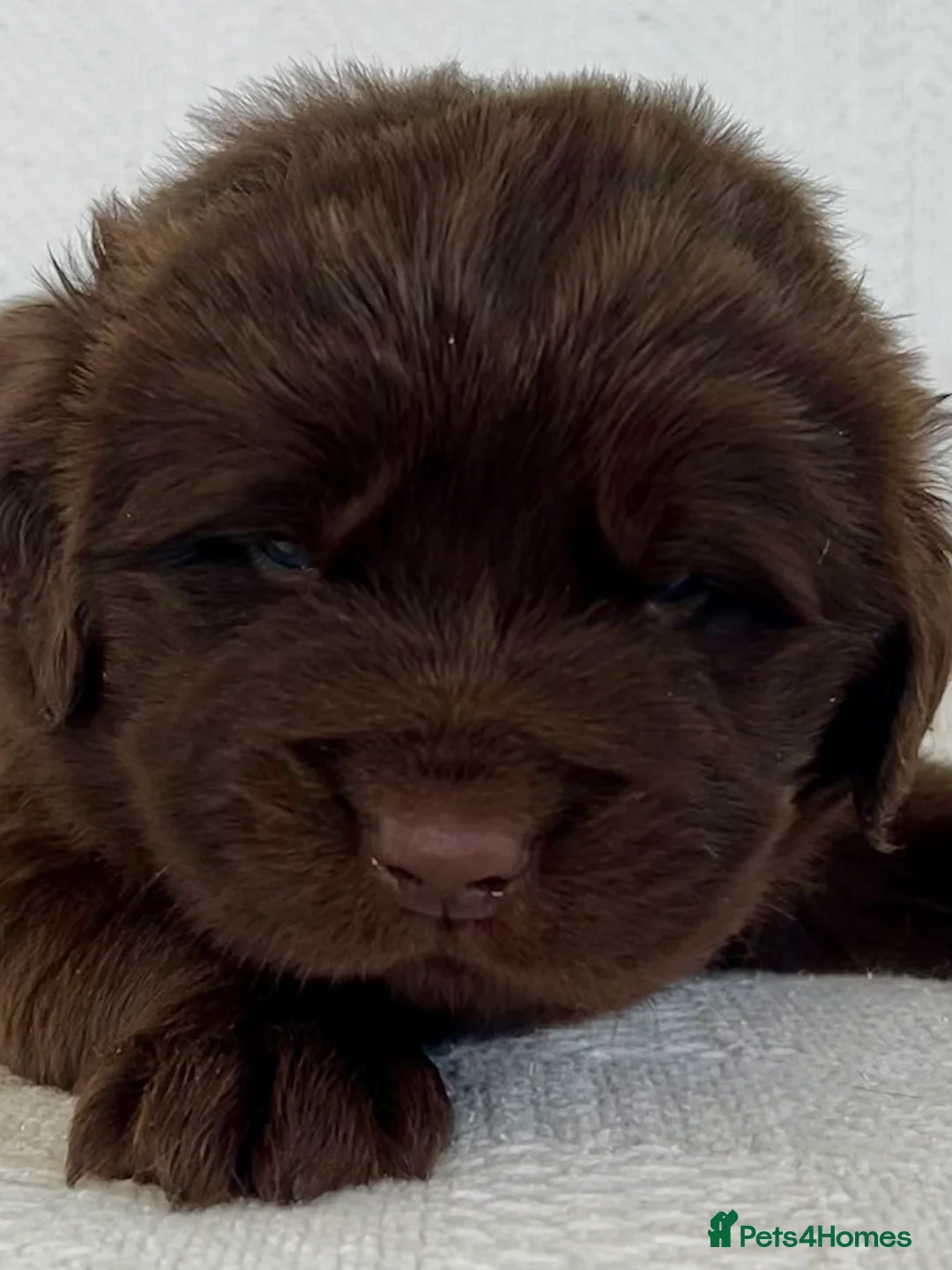 Newfoundland dogs for sale: KC Registered Newfoundland Puppies - Advert 2