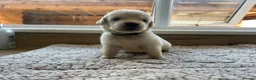 Golden Retriever dogs for sale: Health tested and KC-stunning golden retrievers  - Advert 14