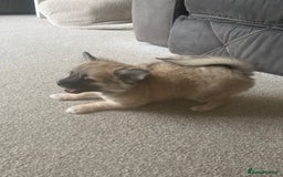 Chihuahua dogs for sale: Long haired chihuahuas READY TO LEAVE NOW. - Image 17