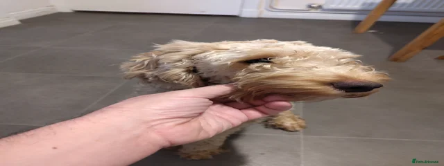 Noodle