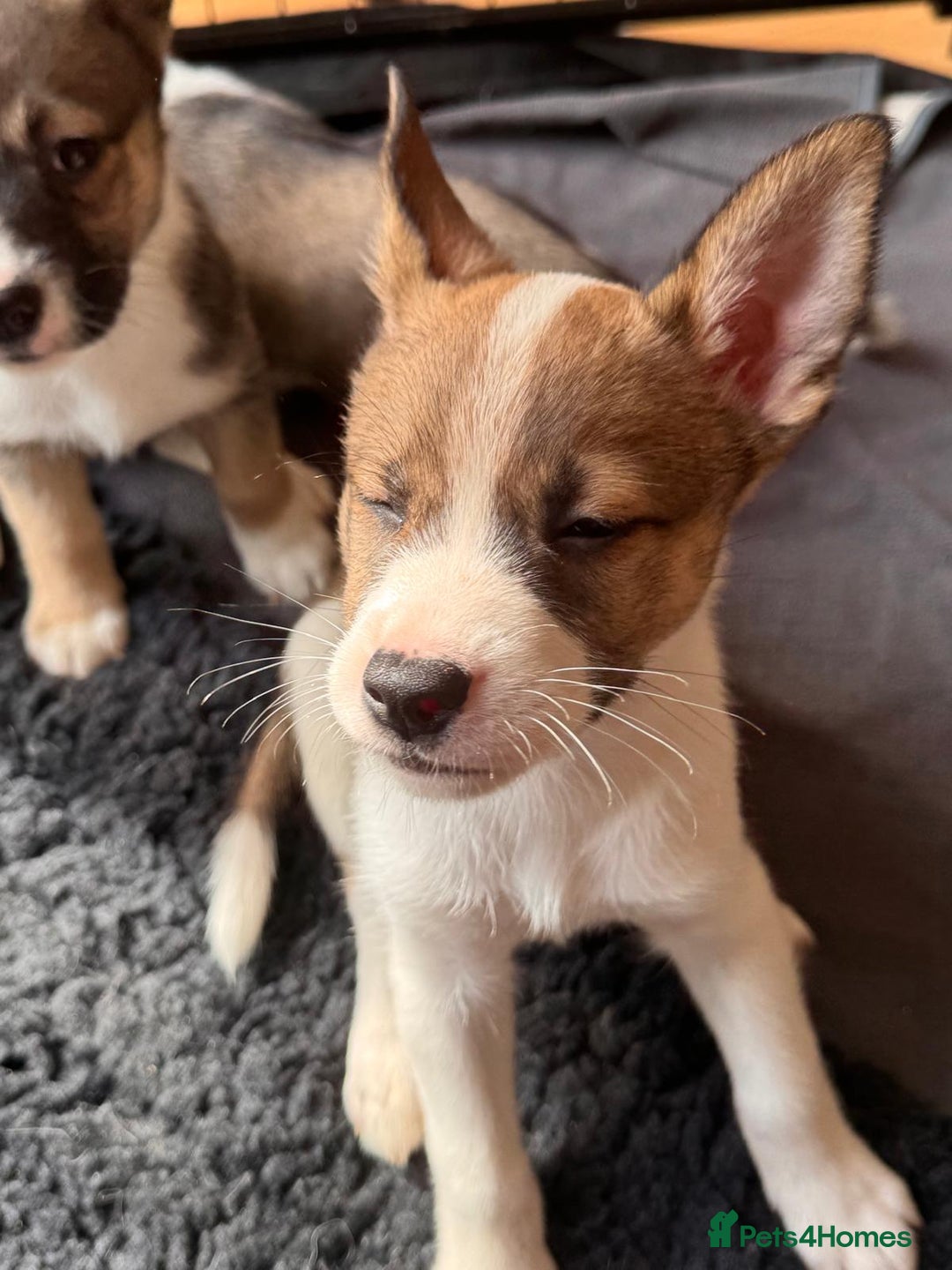 Mixed Breed dogs for sale: Siberian Husky X Staff/Lhasa Apso. Only 2 left!!  - Image 7