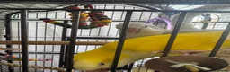 Parakeets birds for sale: 2 x Quacker Parakeets - Advert 7