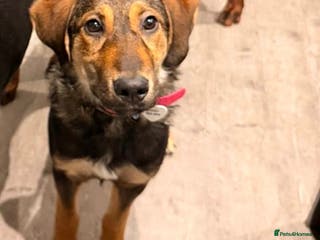 Mixed Breed dogs Beautiful Ruby ! - Advert 1