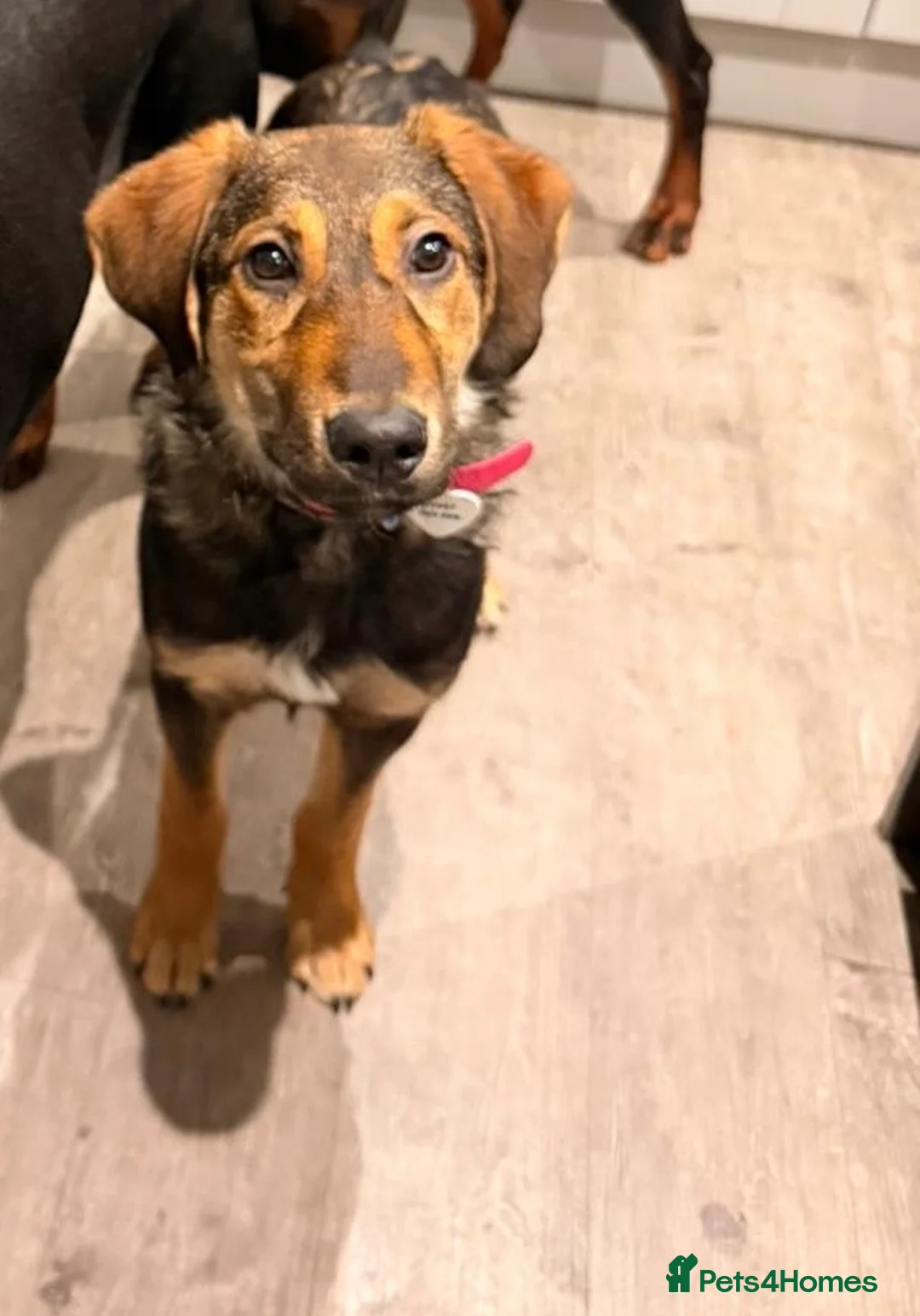 Mixed Breed dogs for adoption: Beautiful Ruby !  - Advert 1