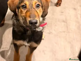 Mixed Breed dogs Beautiful Ruby ! - Advert 1