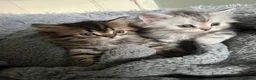 Persian cats for sale: Half persian kittens  - Advert 4