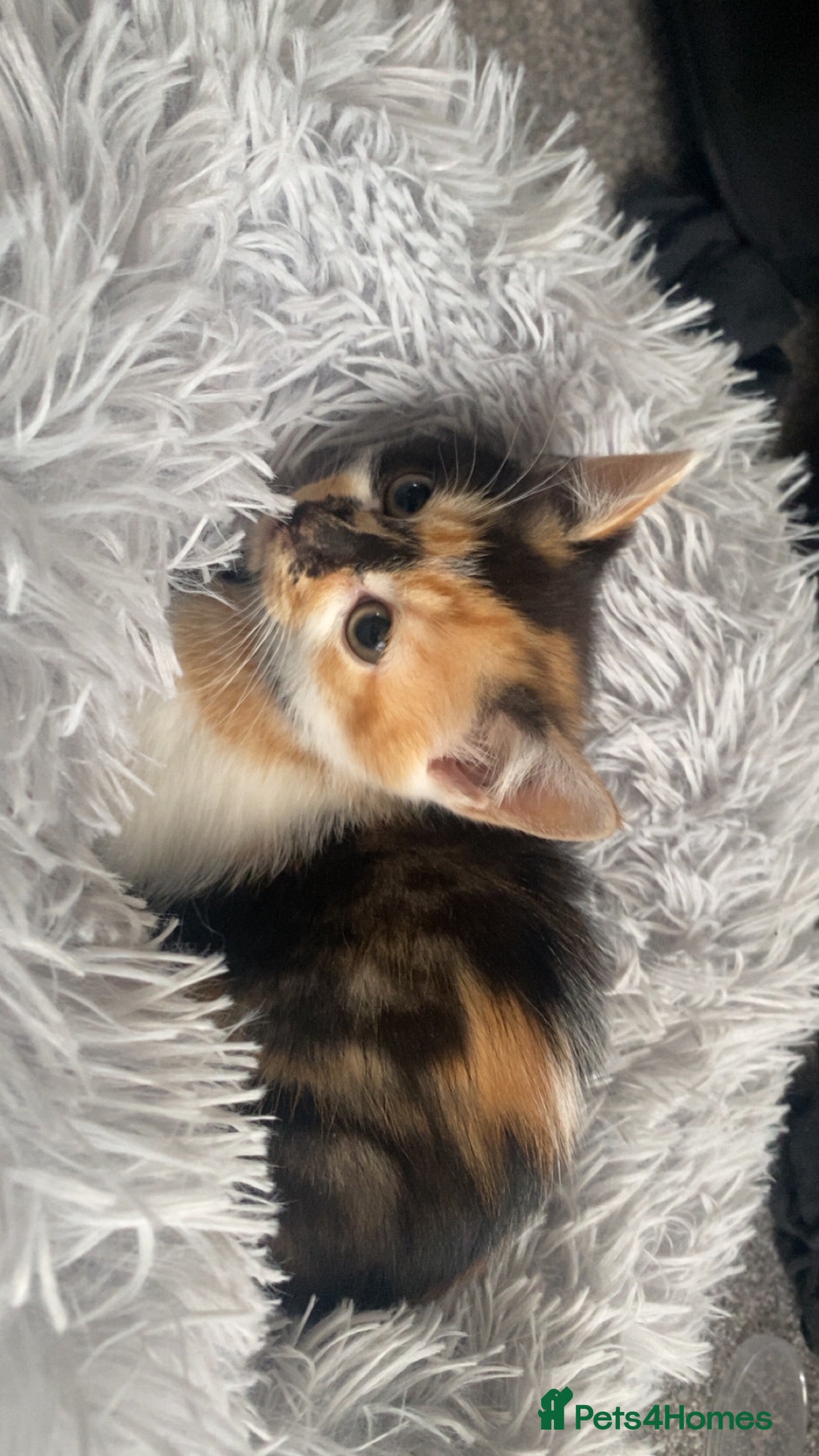 Mixed Breed cats Cute tortilla kitten available  - Advert 1