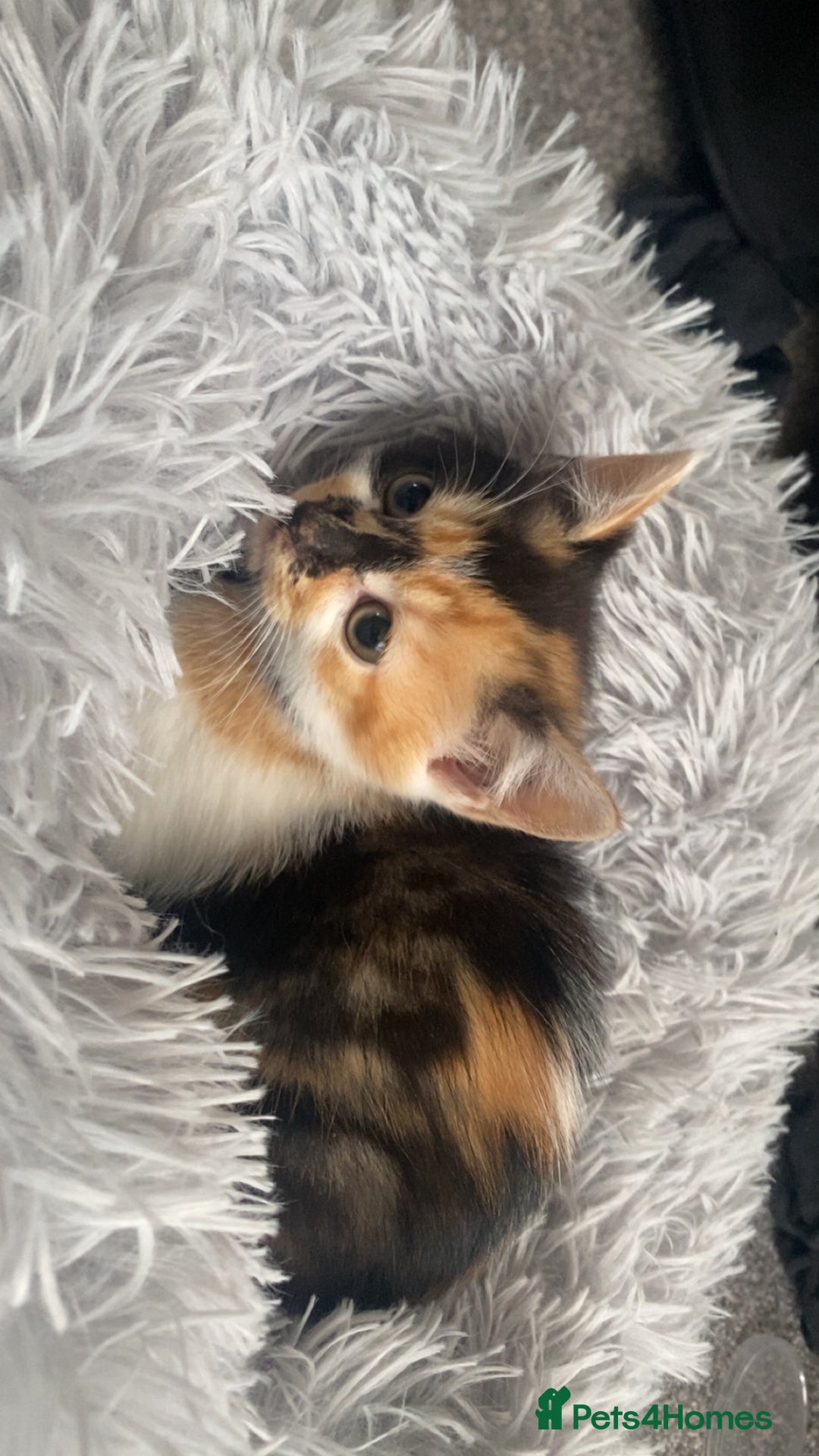 Mixed Breed cats for sale: Cute torti kitten available  - Advert 1