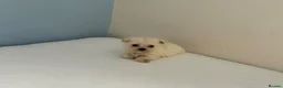 Chihuahua dogs for sale: Chihuahua puppies  in Glasgow - Advert 8