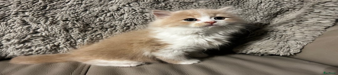 Persian Kitten 3