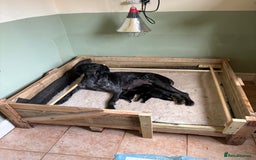 Mixed Breed dogs for sale: GSP x Lab looking for active forever homes.  - Image 1