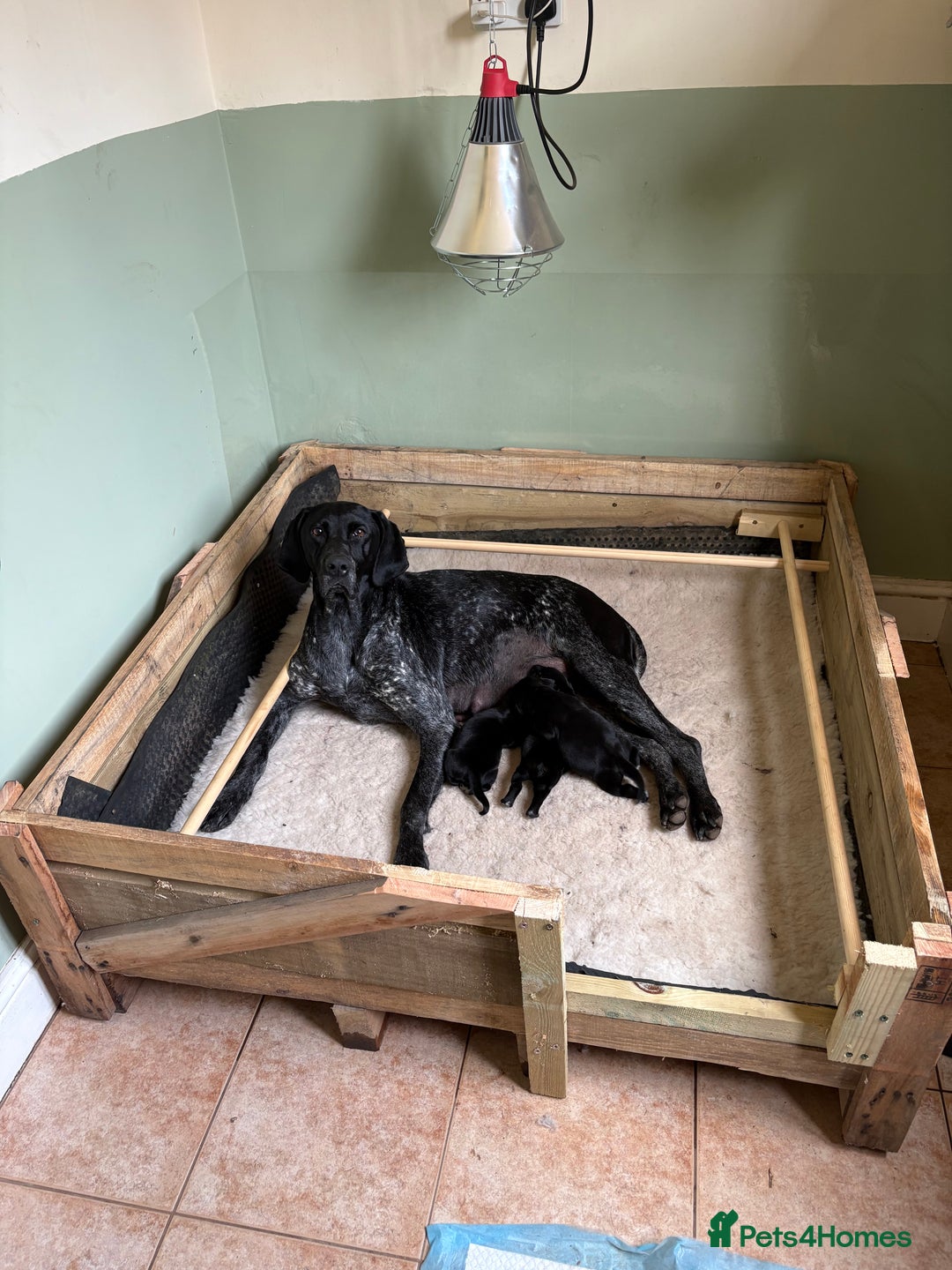 Mixed Breed dogs for sale: GSP x Lab looking for active forever homes.  - Image 1