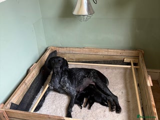 Mixed Breed dogs - Advert 4