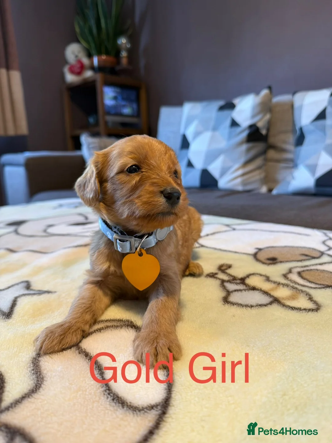 Labradoodle dogs for sale: Labradoodle Fox Red ♥️ - Advert 34