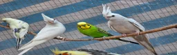 Cockatiels birds for sale: Beautiful cockatiels for sale - Advert 2