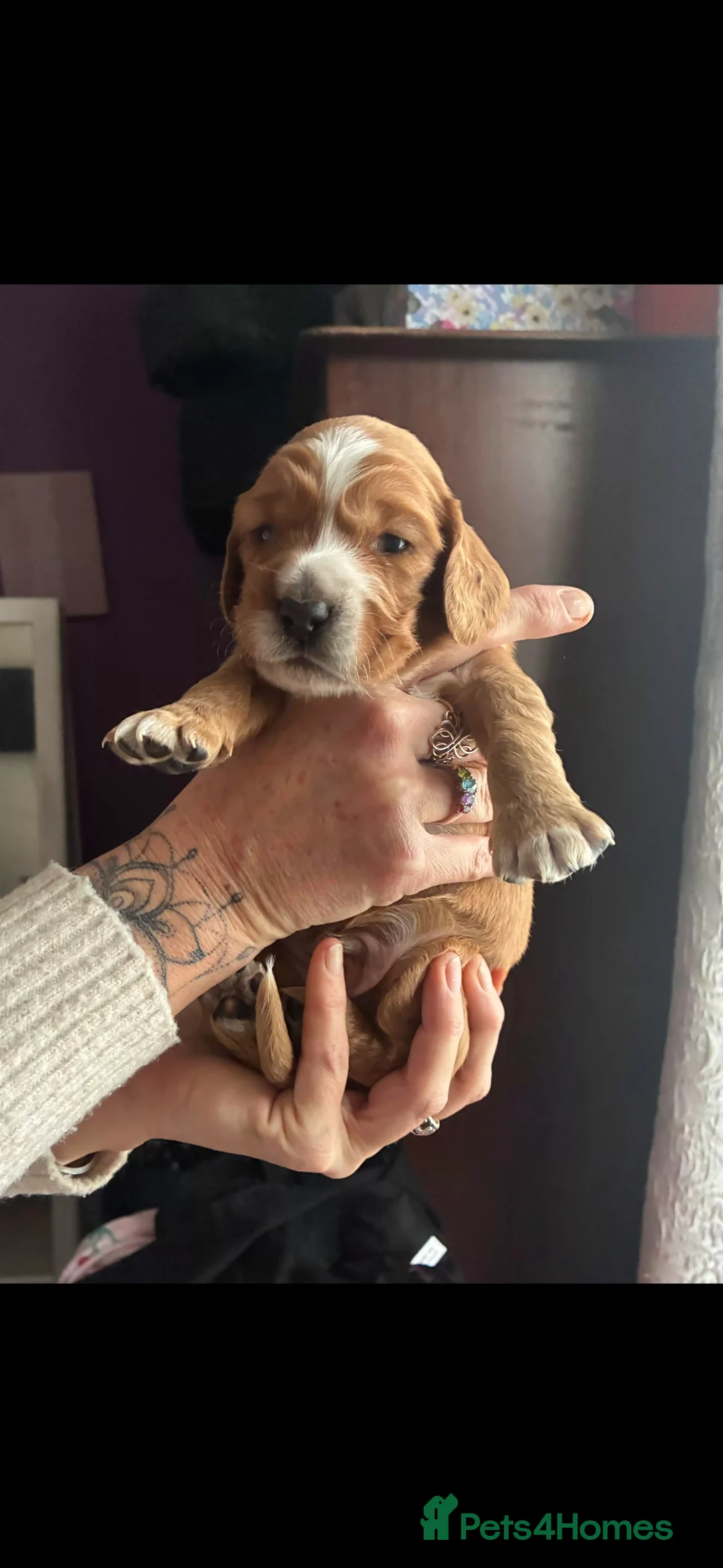 Cockapoo dogs for sale: F1B Red and fox red cockapoo litter - Advert 14