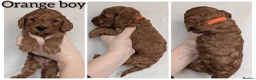 Cockapoo dogs for sale: Adorable F1 Cockapoo puppies - Advert 2