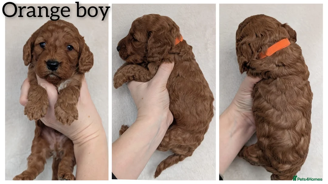 Cockapoo dogs for sale: Adorable F1 Cockapoo puppies - Advert 2