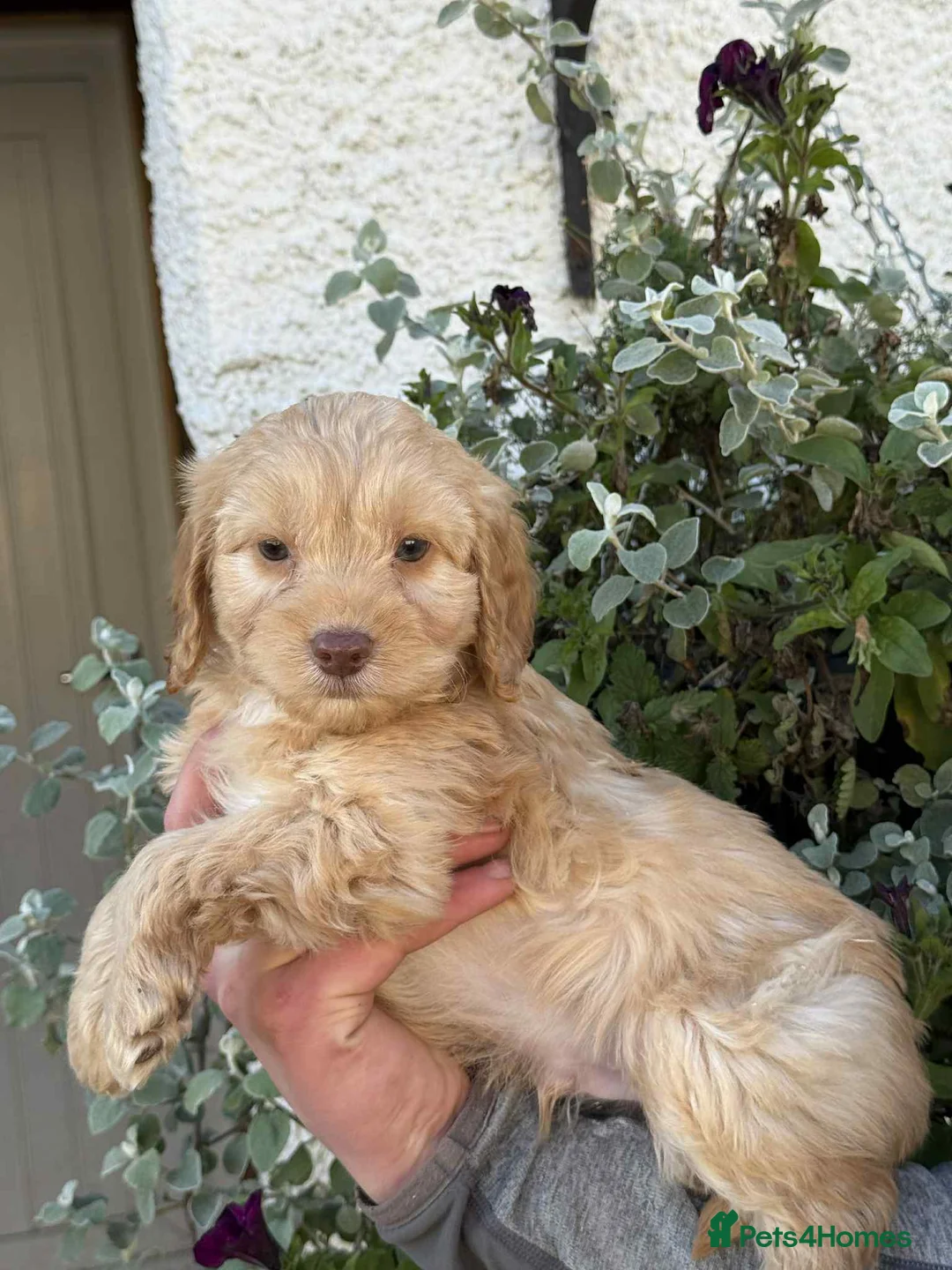 Cockapoo dogs for sale: READY TO GO Stunning F1 Cockapoos - Advert 1
