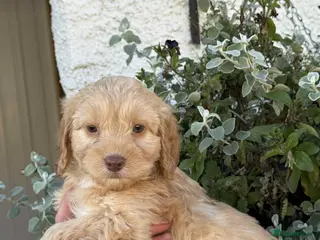 Cockapoo dogs READY TO GO Stunning F1 Cockapoos - Advert 10