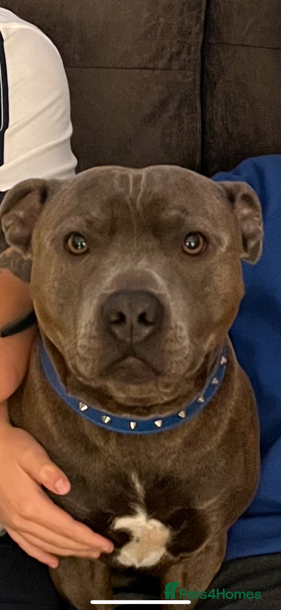 Staffordshire Bull Terrier dogs Bluey’s Dream Stud dog.  - Advert 3
