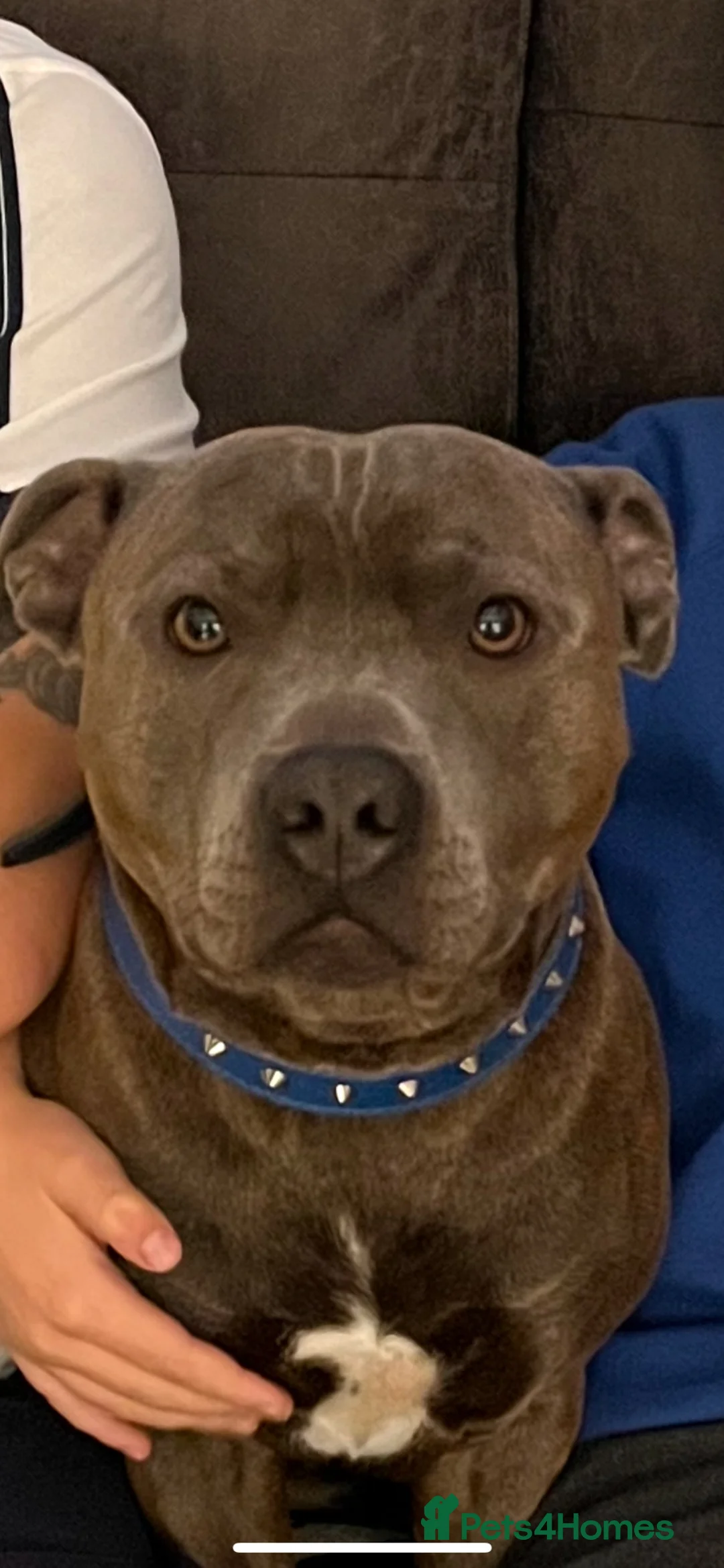 Staffordshire Bull Terrier dogs for stud: Bluey’s Dream Stud dog.  - Advert 1