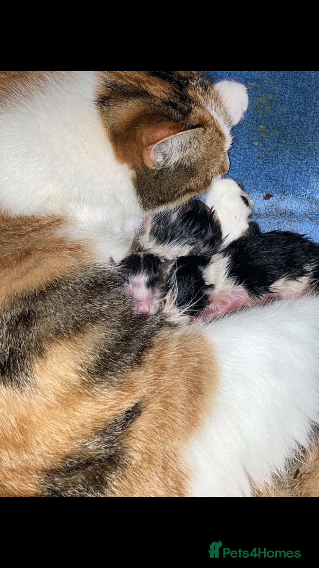 Mixed Breed cats for sale: Beautiful fluffy kittens for sale Ready 8/1/26 - Advert 1