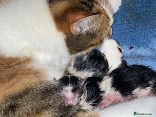 Mixed Breed cats Beautiful fluffy kittens for sale Ready 8/1/26 - Advert 1