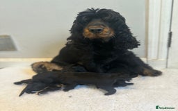 Cockapoo dogs for sale: F1 Cockapoo puppies  - Image 6