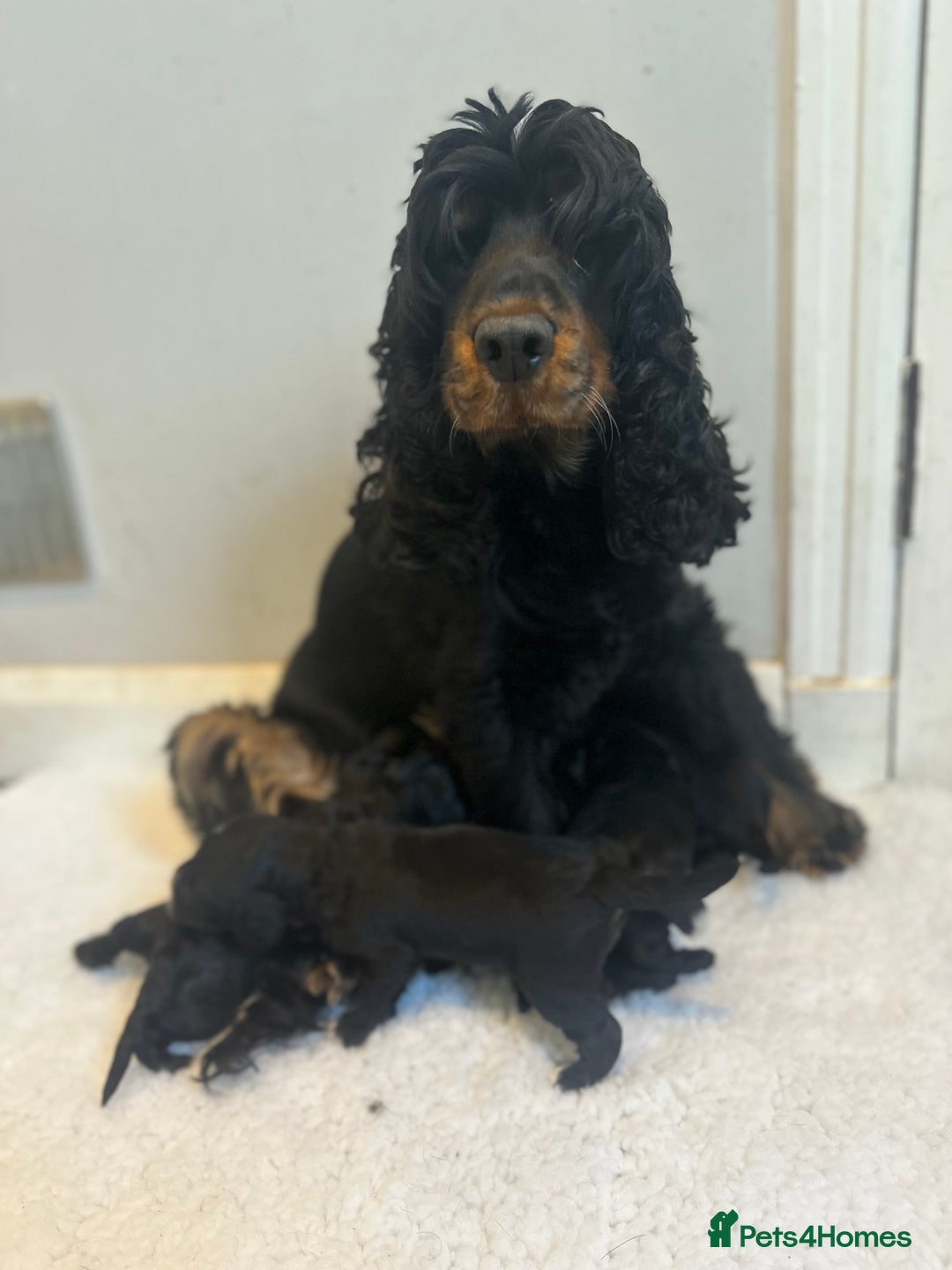 Cockapoo dogs for sale: F1 Cockapoo puppies  - Image 6