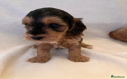 Cockapoo dogs for sale: F1 Cockapoo puppies, KC parents, health tested! - Image 14