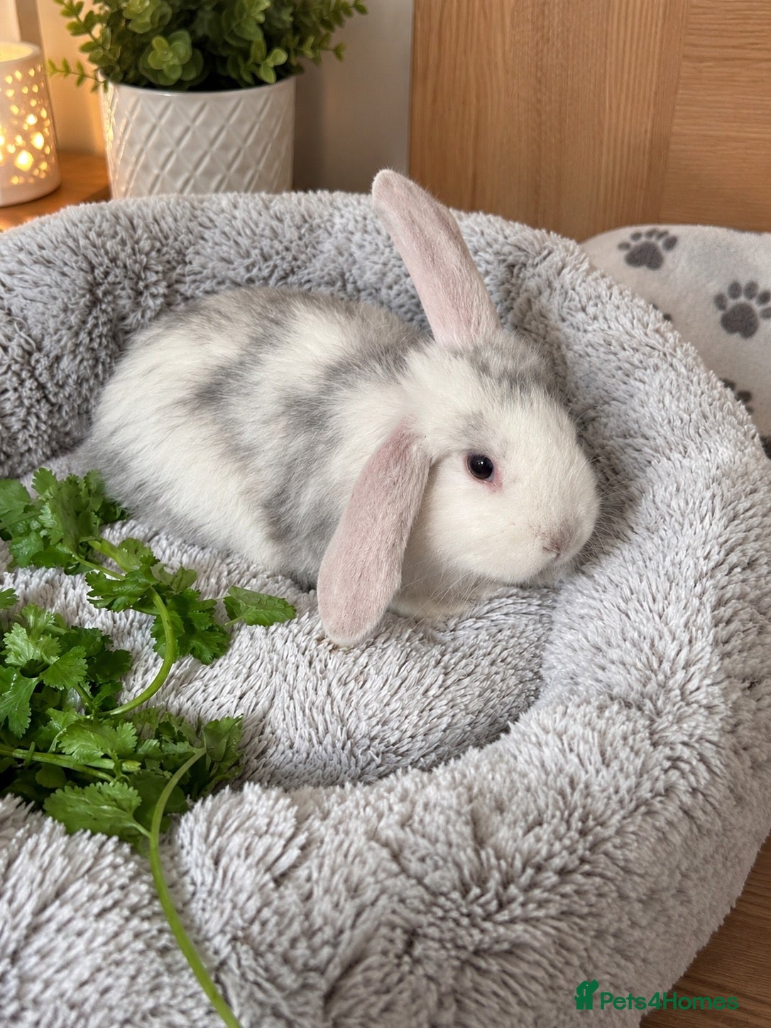 Mini Lop rabbits for sale: Mini Lop/Harlequin colours - Advert 2