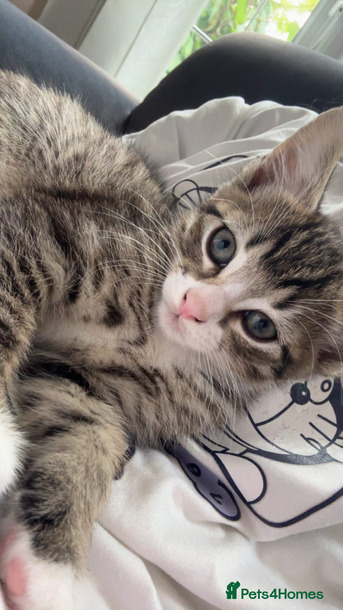 British Longhair cats 3 longhair kittens for sale (PRICE NEGOTIABLE) - Advert 9