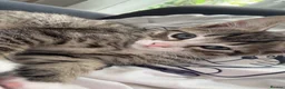 British Longhair cats for sale: 3 longhair kittens for sale (PRICE NEGOTIABLE) - Advert 1