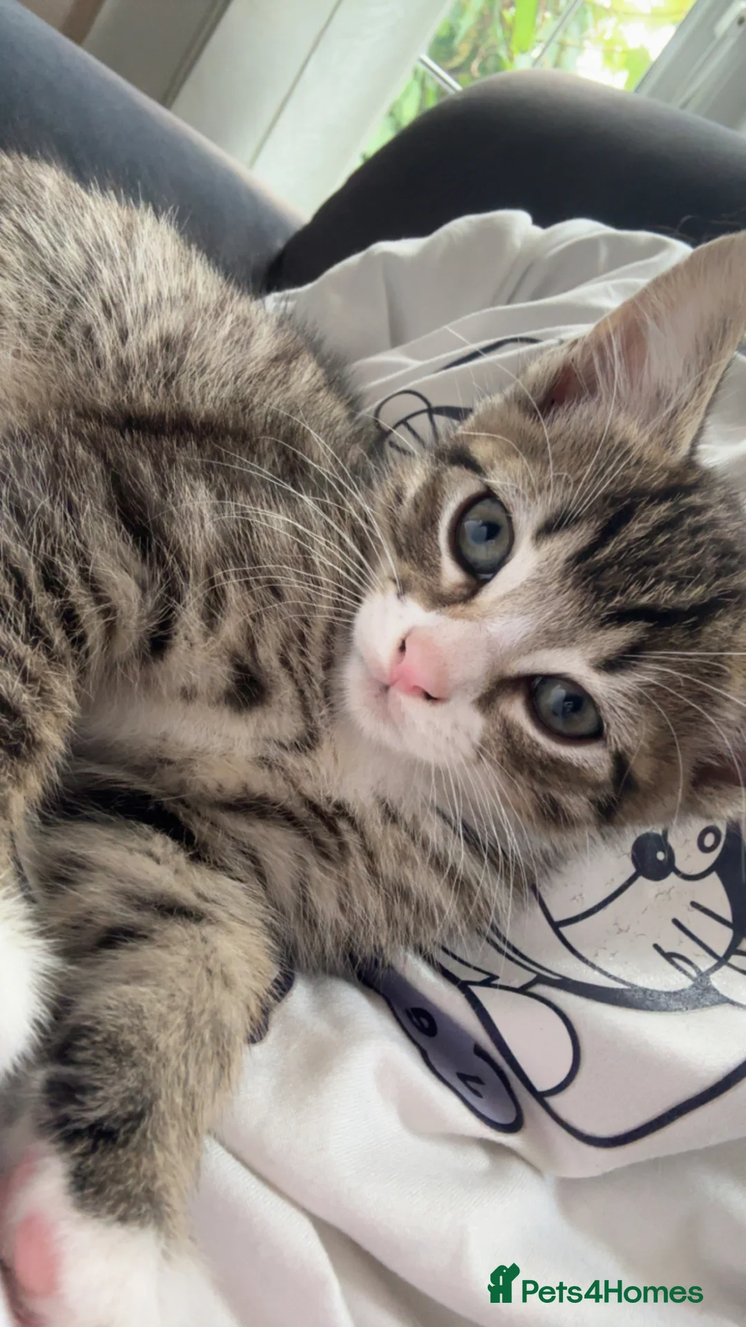 British Longhair cats for sale: 3 longhair kittens for sale (PRICE NEGOTIABLE) - Advert 1