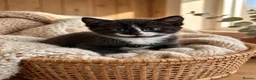 Mixed Breed cats for sale: 3 Beautiful Kittens Looking for Their Homes  - Advert 5