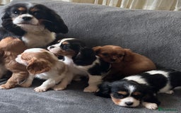 King Charles Spaniel dogs for sale: King Charles cavalier puppies 3 girls 4 boys - Advert 4