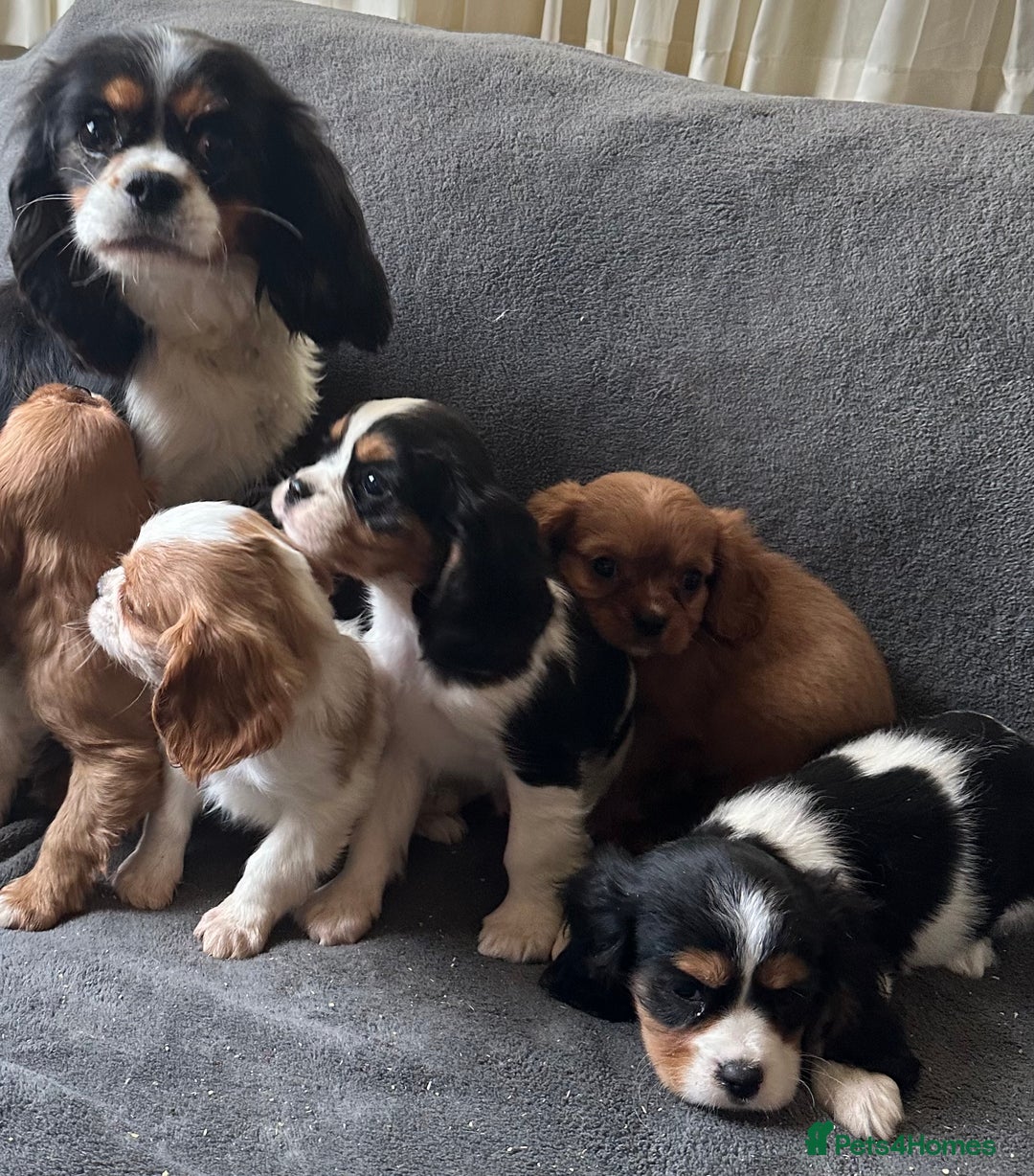 King Charles Spaniel dogs for sale: King Charles cavalier puppies 3 girls 4 boys - Advert 4